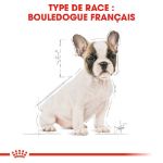 Image de BHN FRENCH BULLDOG PUPPY 1kg