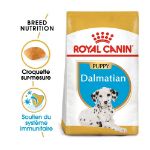 Image de BHN DALMATIAN PUPPY 12kg