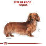 Image de BHN DACHSHUND 7,5kg