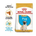 Image de BHN PUG PUPPY 1,5kg