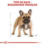 Image de BHN FRENCH BULLDOG 1,5kg