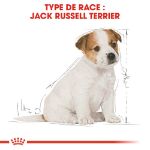 Image de BHN JACK RUSSELL TERRIER PUPPY 1,5kg