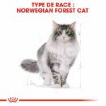 Image de FBN NORWEGIAN FOREST CAT 10kg