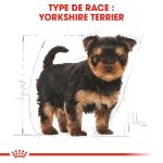 Image de BHN Yorkshire Ter. Puppy 1,5kg