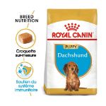 Image de BHN DACHSHUND PUPPY 1,5kg