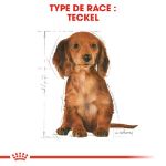 Image de BHN DACHSHUND PUPPY 1,5kg