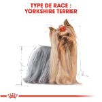 Image de BHN YORKSHIRE TERRIER 8+ 1,5kg