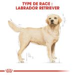 Image de BHN LABRADOR RETRIEVER 12kg