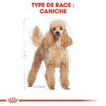 Image de BHN POODLE 7,5kg