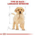 Image de BHN LABRADOR RETRIEVER PUPPY 3kg