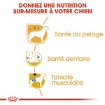 Image de BHN POODLE 1,5kg