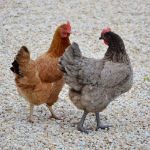 Image de Poule Pondeuse Bleu De Landes