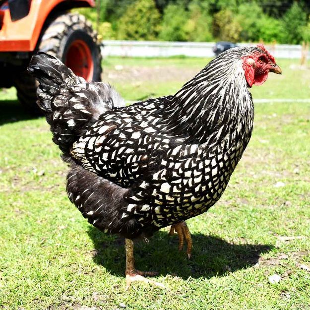 Image de Poule Wyandotte