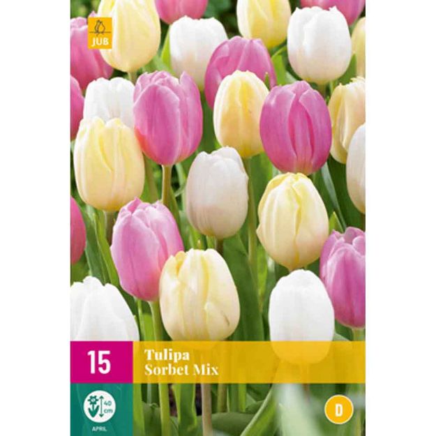 Image de 15 tulipes sorbet micalibre : 11/12