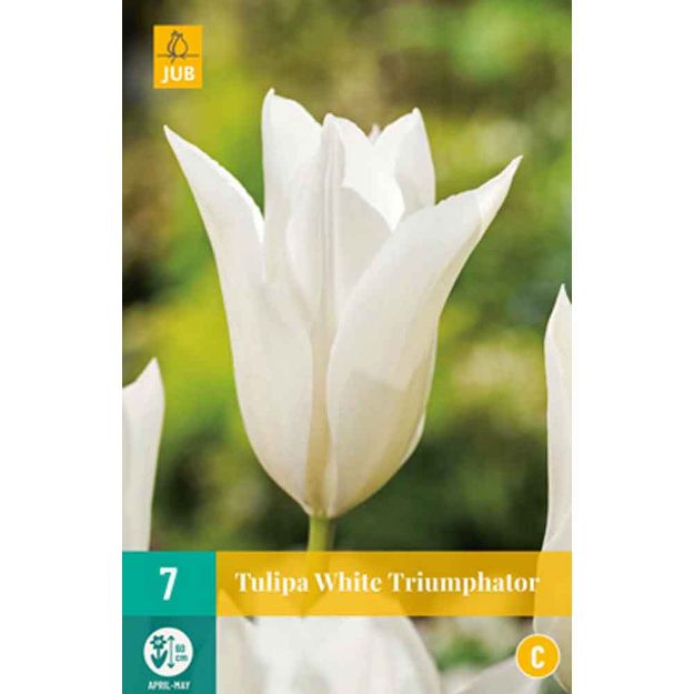 Image de 7 tulipes white triumphator calibre : 11/12