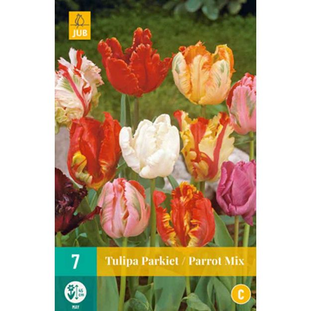 Image de 7 tulipes perroquet micalibre : 11/12