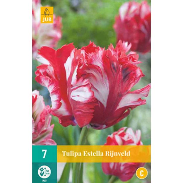 Image de 7 tulipes estella rijnveld calibre : 11/12