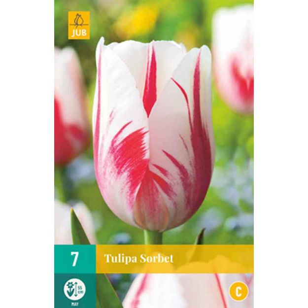 Image de 7 tulipes sorbet calibre : 11/12