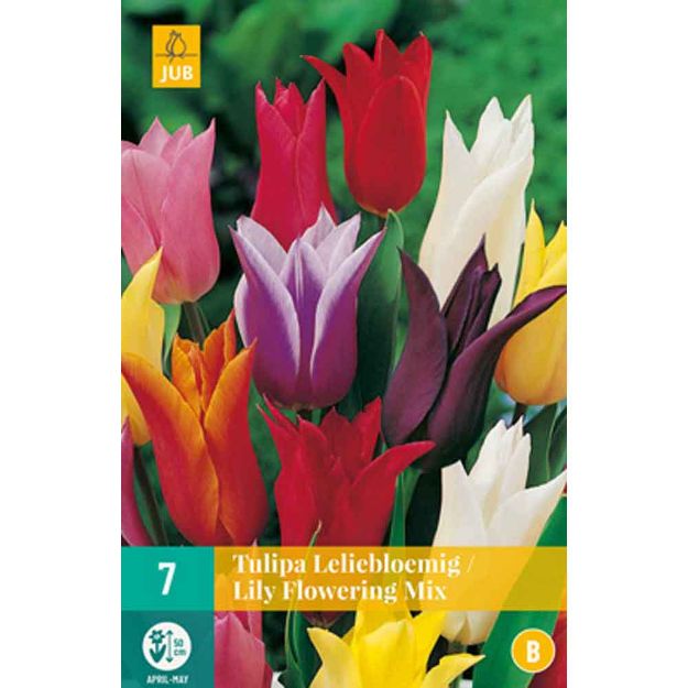 Image de 7 tulipes fleurs de lys micalibre : 11/12