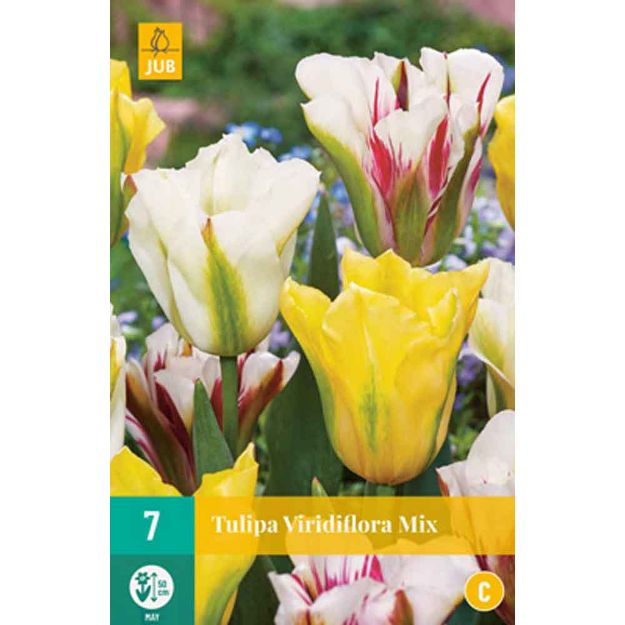 Image de 7 tulipes viridiflora en melange calibre : 11/12