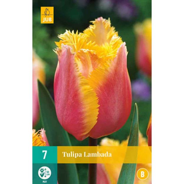 Image de 7 tulipes lambada calibre : 11/12