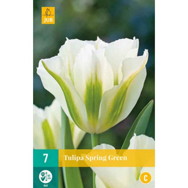 Image de 7 tulipes spring green calibre : 11/12