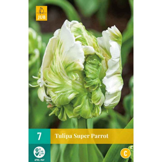 Image de 7 tulipes super parrot calibre : 11/12