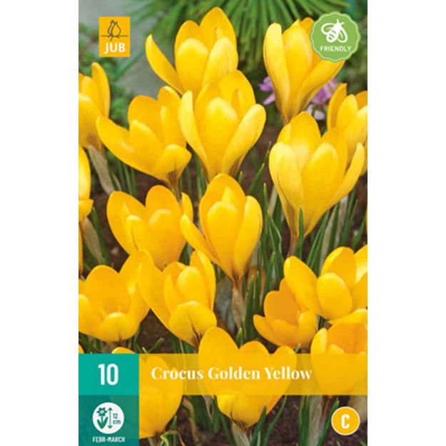 Image de 10 crocus golden yellow calibre : 8/9