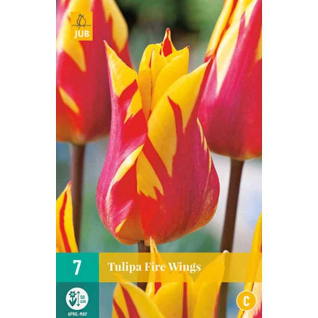 Image de 7 tulipes fire wings calibre : 11/12