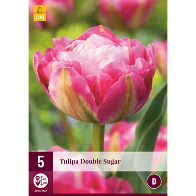 Image de 5 tulipes double sugar calibre : 12/+