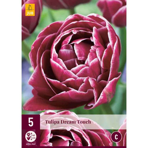 Image de 5 tulipes dream touch calibre : 11/12