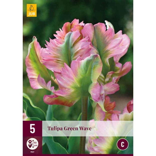 Image de 5 tulipes green wave calibre : 12/+