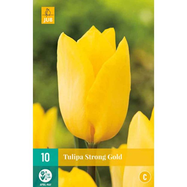 Image de 10 tulipes strong gold calibre : 11/12