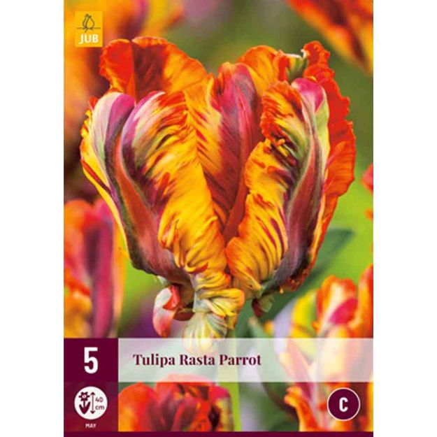 Image de 5 tulipes rasta parrot calibre : 12/+