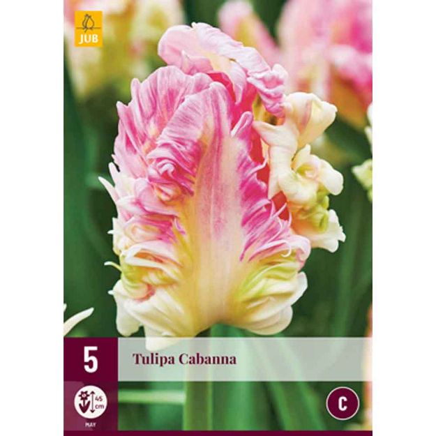 Image de 5 tulipes cabanna calibre : 12/+