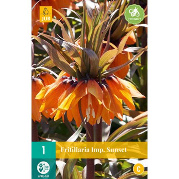 Image de 1 fritillaria sunset calibre : 20/24