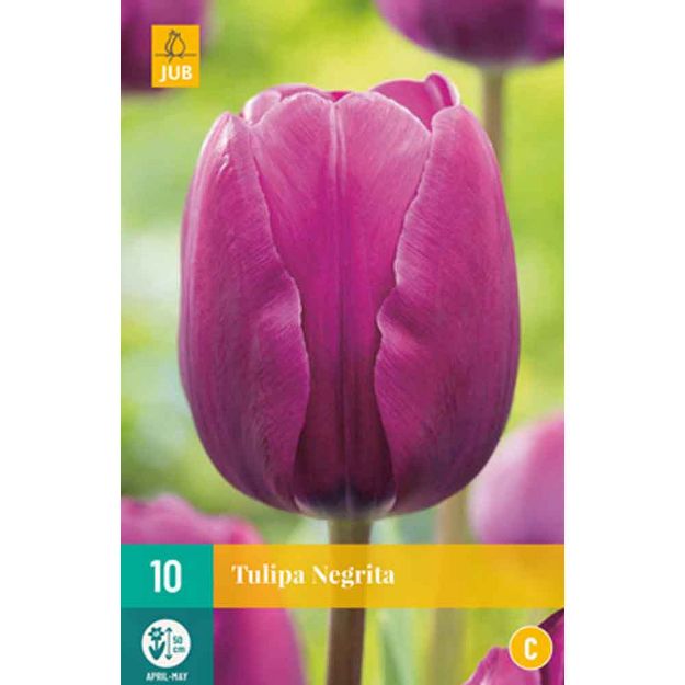 Image de 10 tulipes negrita calibre : 11/12