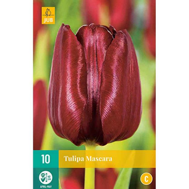 Image de 10 tulipes mascara calibre : 11/12