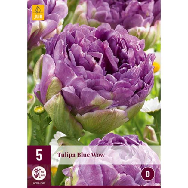 Image de 5 tulipes blue wow calibre : 12/+