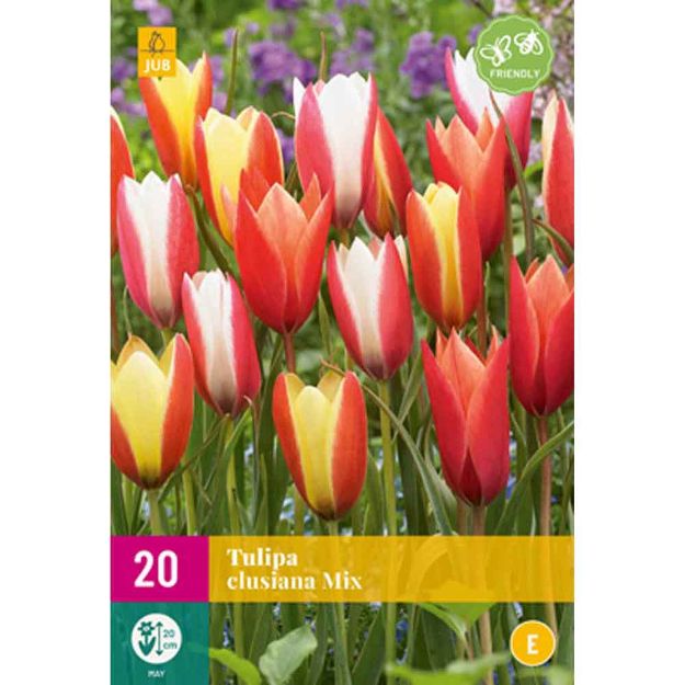 Image de 20 tulipes clusiana micalibre : calibre : 6/+