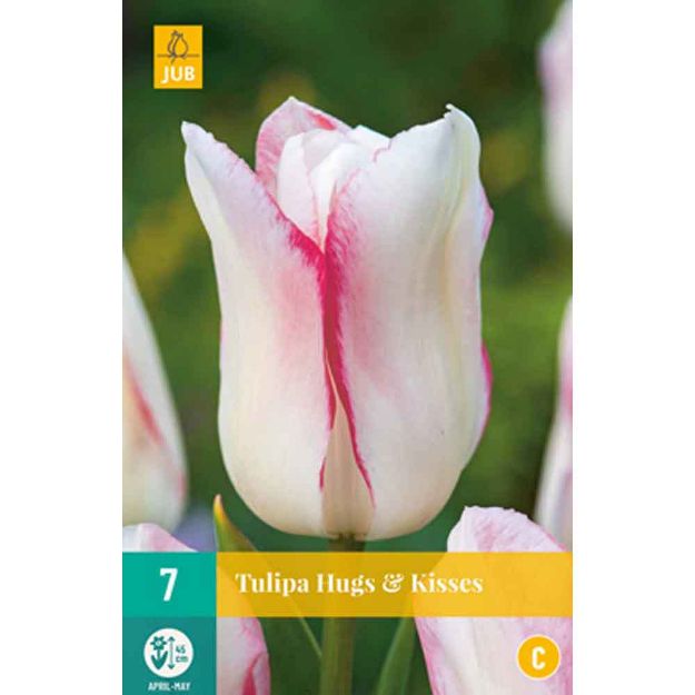 Image de 7 tulipes hugs & kisses calibre : 11/12