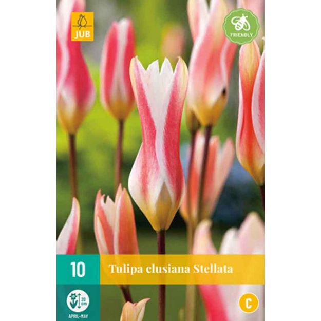 Image de 10 tulipa clusiana stellata calibre : calibre : 6/+