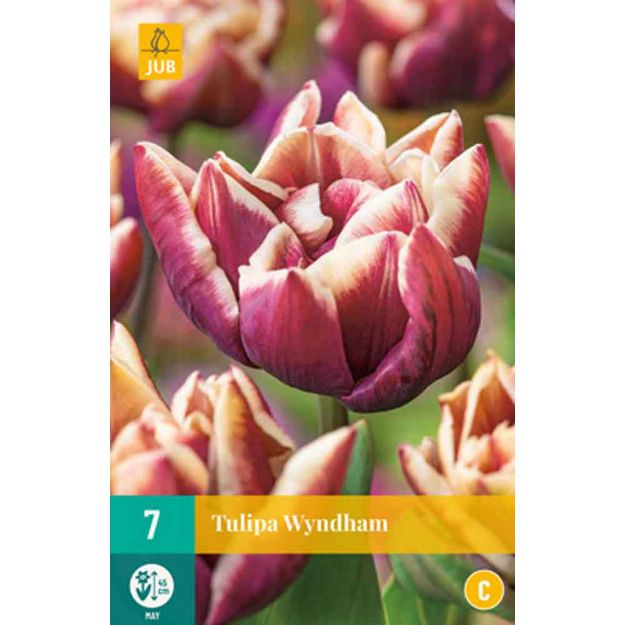 Image de 7 tulipes wyndham calibre : 11/12