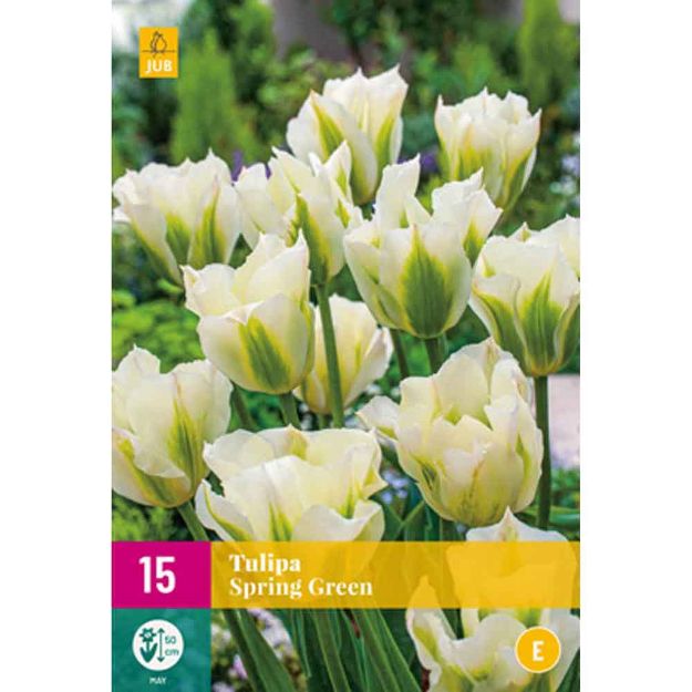 Image de 15 tulipes spring green calibre : 11/12