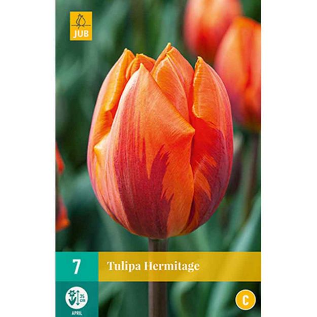 Image de 7 tulipes hermitage calibre : 11/12