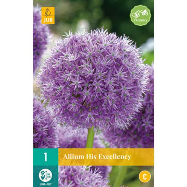 Image de 1 allium his excellency calibre :18/20