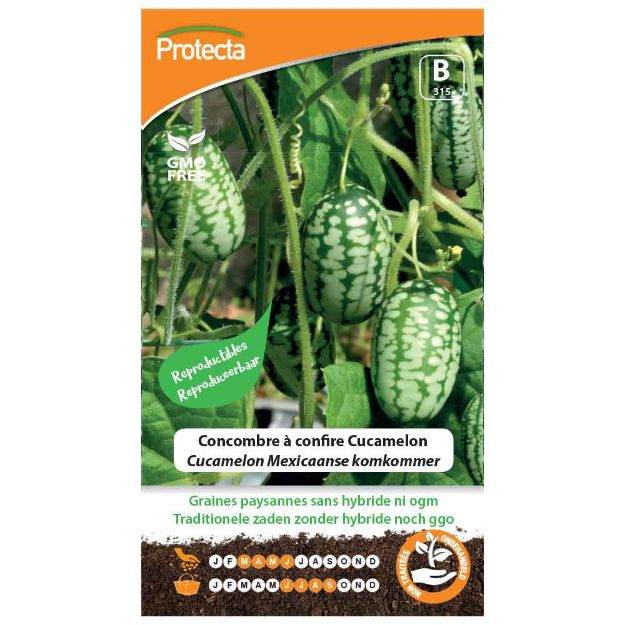 Image de Graines de concombre à confire cucamelon - Protecta