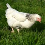 Image de Poule Pondeuse Sussex