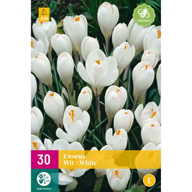 Image de 30 crocus blanc calibre : 7/8e