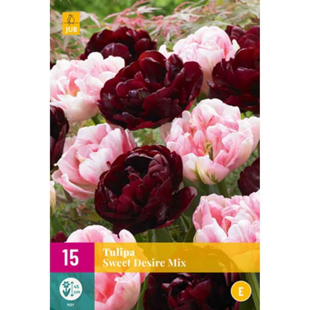 Image de 15 tulipes sweet desire micalibre : 11/12